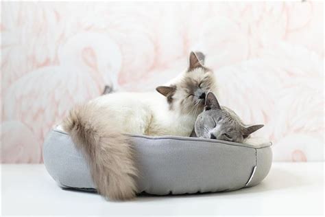 催●術4 夢見兩隻貓